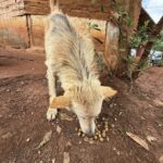 563418780_806442188677023_5460596132981220051_n